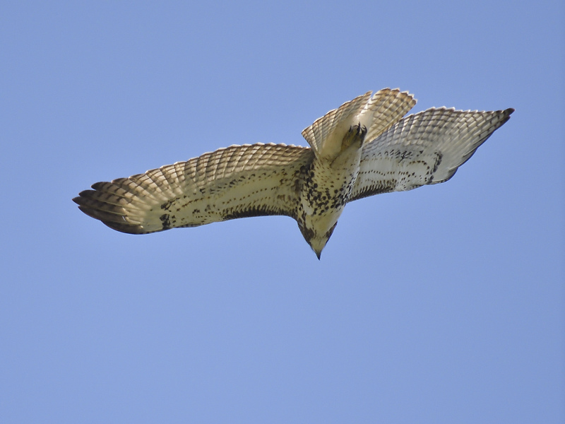 red-tailed hawk BRD3890.JPG