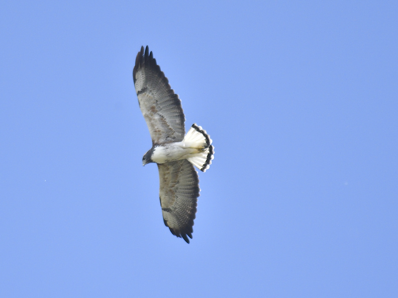 white-tailed hawk BRD4097.JPG