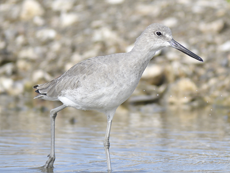 willet western BRD4119.JPG