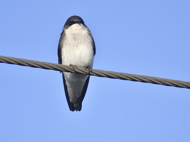 tree swallow BRD5512.JPG