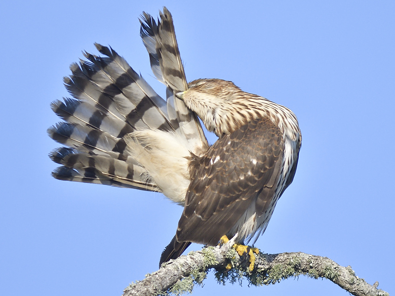 sharp-shinned hawk BRD5526.JPG