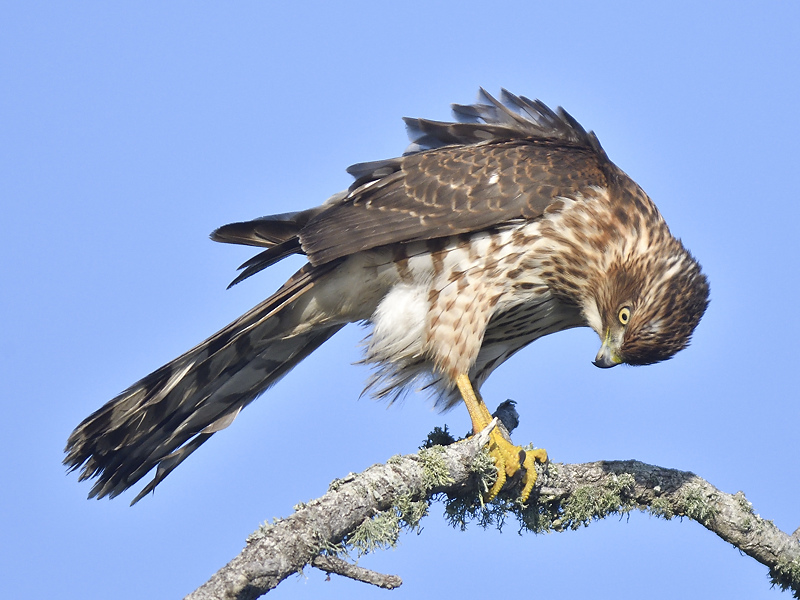 sharp-shinned hawk BRD5541.JPG
