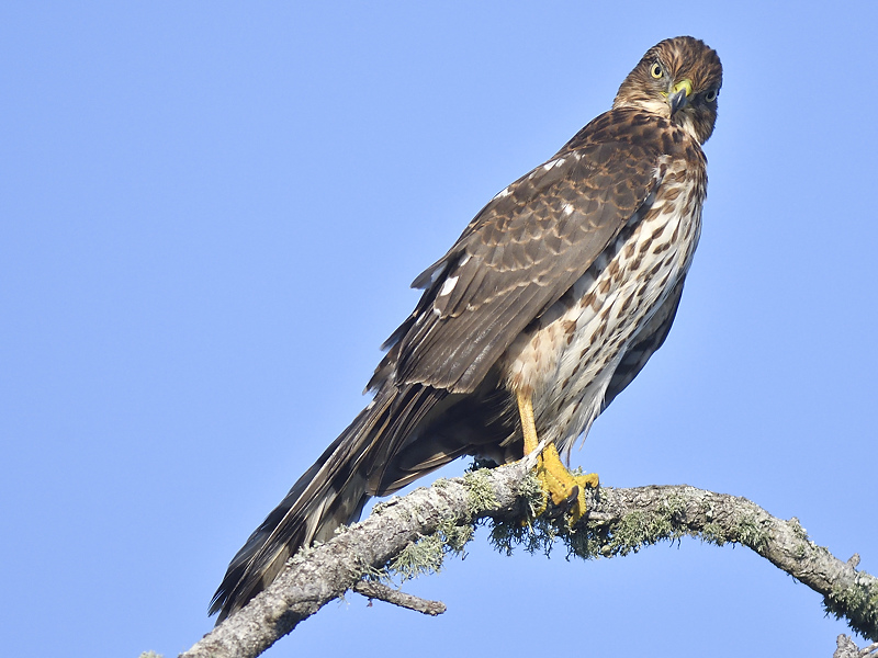 sharp-shinned hawk BRD5543.JPG