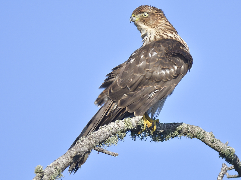 sharp-shinned hawk BRD5548.JPG