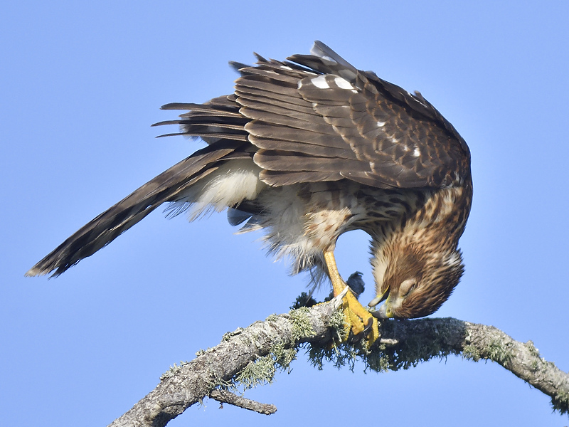 sharp-shinned hawk BRD5554.JPG