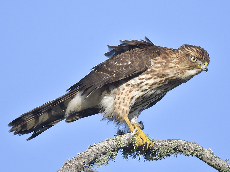 sharp-shinned hawk BRD5560.JPG