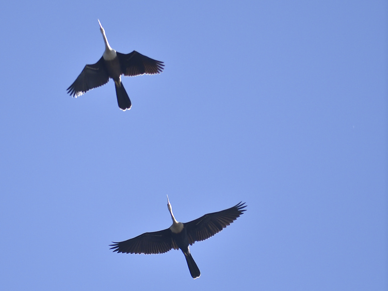 anhinga BRD5837.JPG