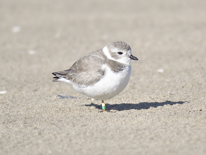 piping plover band BRD7352.JPG