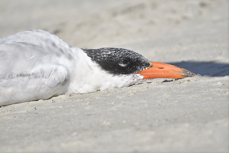 caspian tern BRD7541.JPG