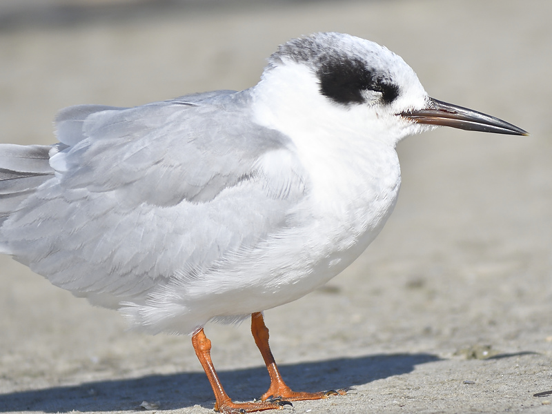 forsters tern BRD7524.JPG