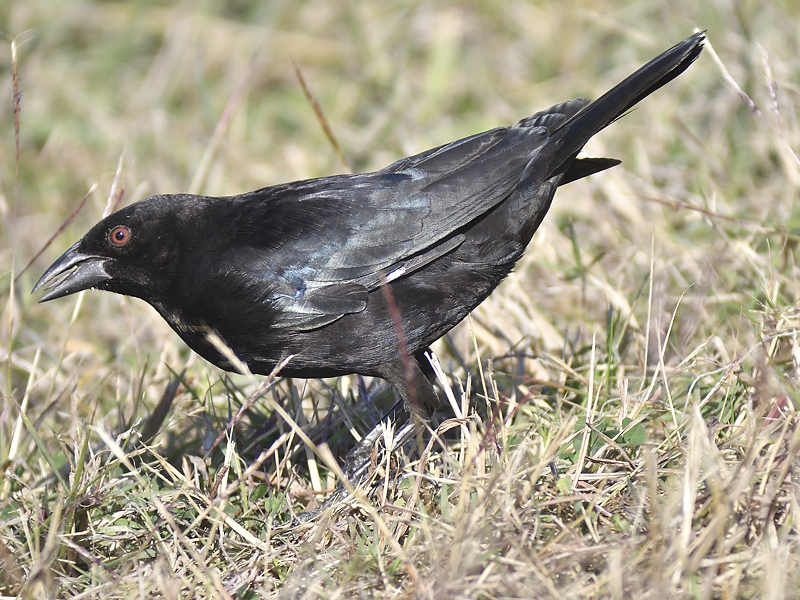 bronzed cowbird BRD7927.JPG