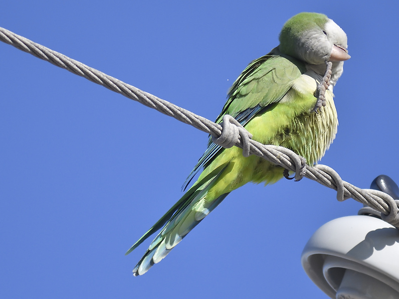 monk parakeet BRD7937.JPG