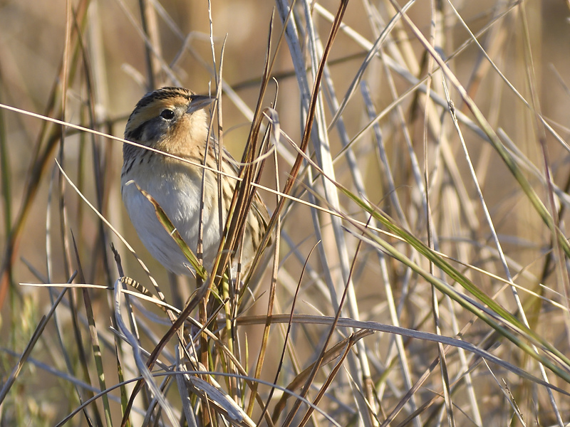 lecontes sparrow BRD8207.JPG