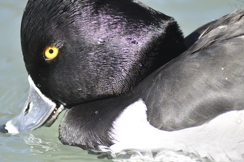 ring-necked duck BRD8565.JPG