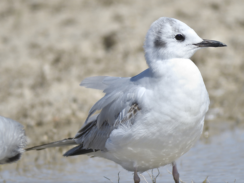 bonapartes gull BRD9312.JPG