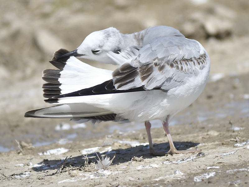 bonapartes gull BRD9349.JPG