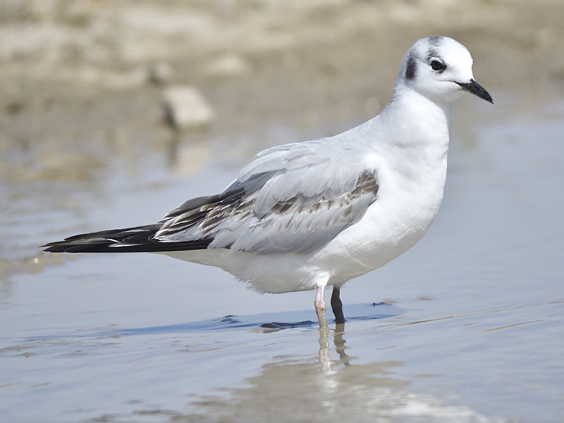 bonapartes gull BRD9380.JPG