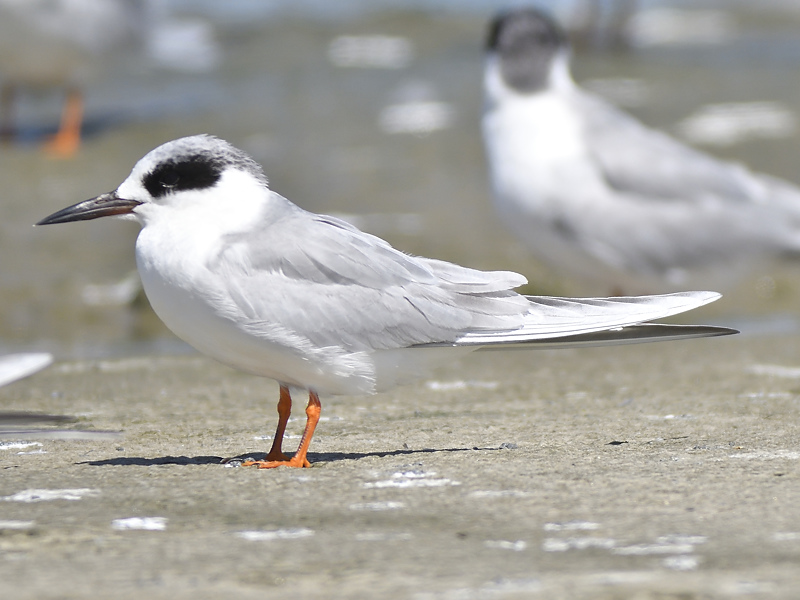 forsters tern BRD9522.JPG