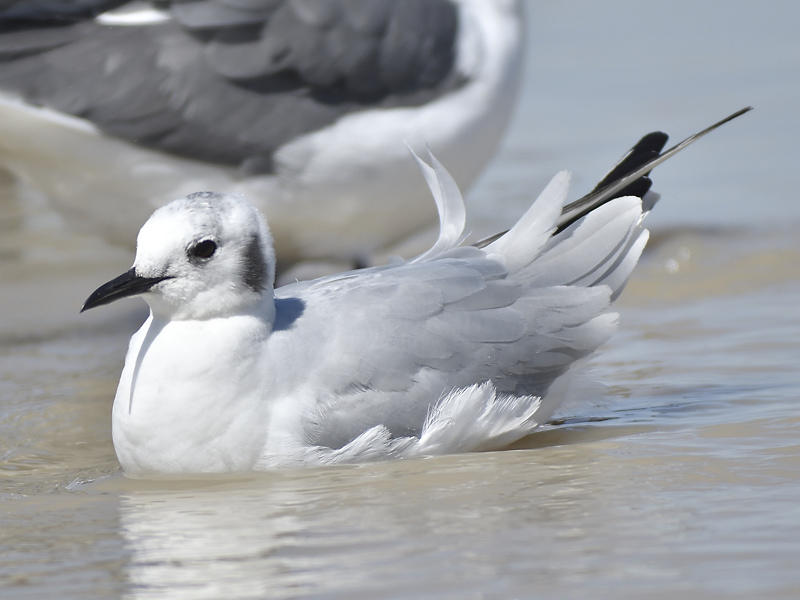 bonapartes gull BRD9555.JPG