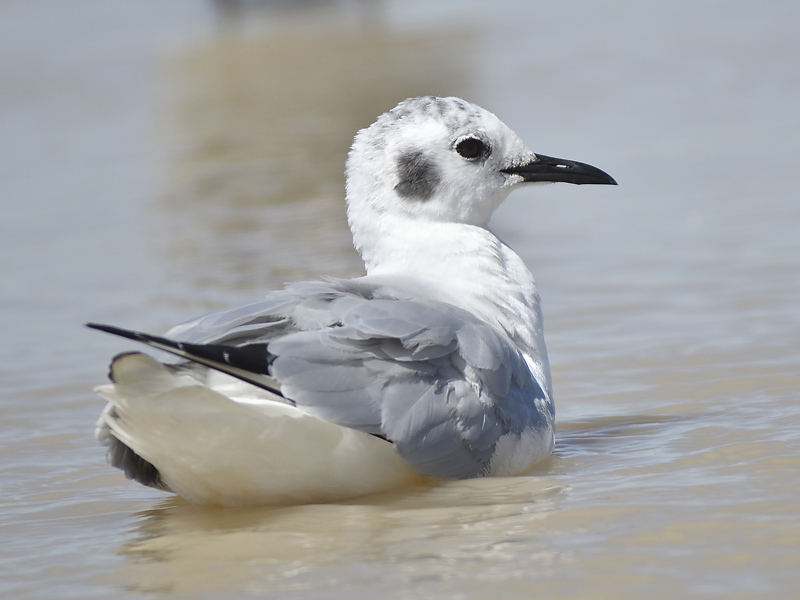 bonapartes gull BRD9564.JPG