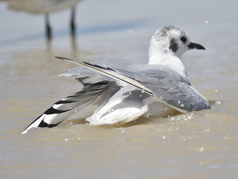 bonapartes gull BRD9573.JPG