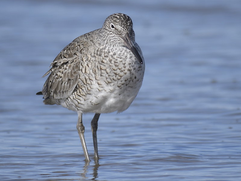 willet western BRD9896.JPG