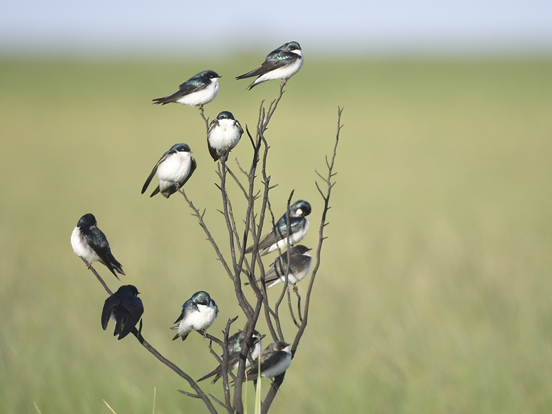 tree swallow BRD0260.JPG