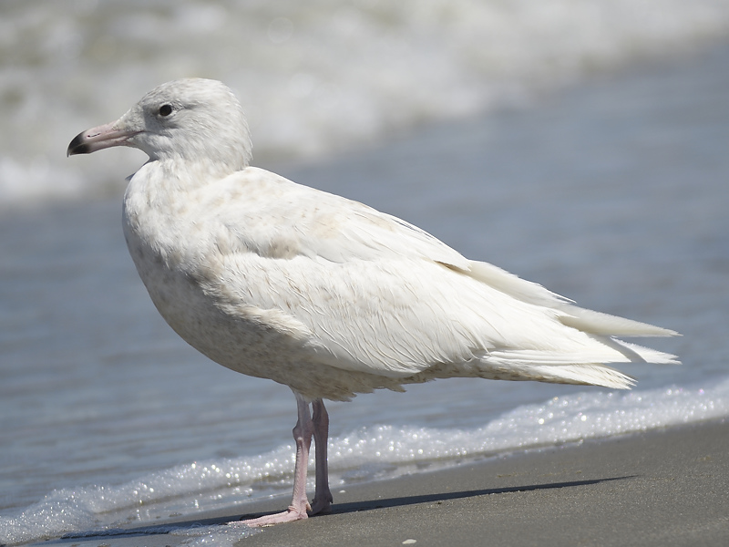 glaucous gull BRD0364.JPG