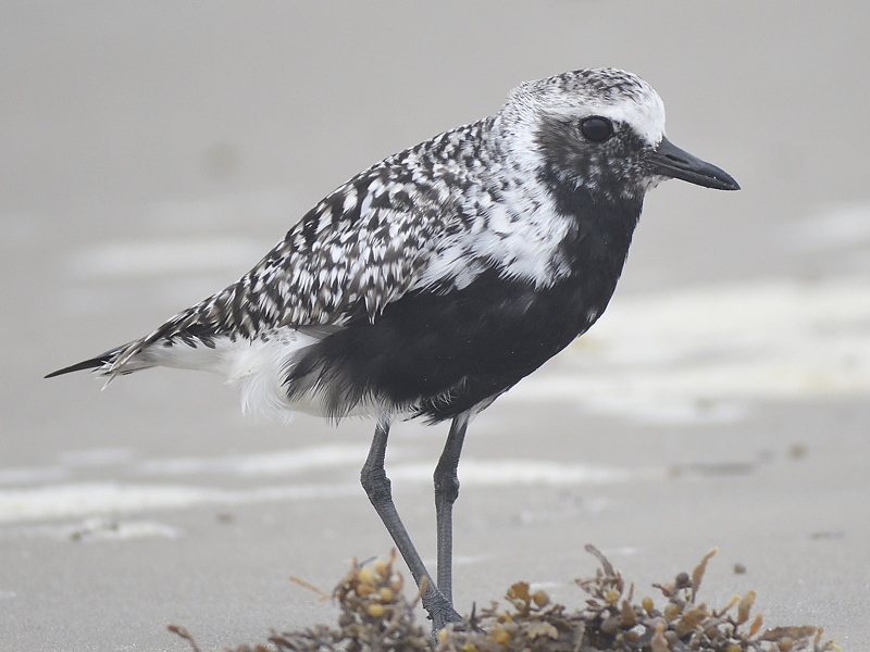black-bellied plover BRD1851.JPG