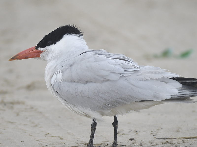 caspian tern BRD1855.JPG