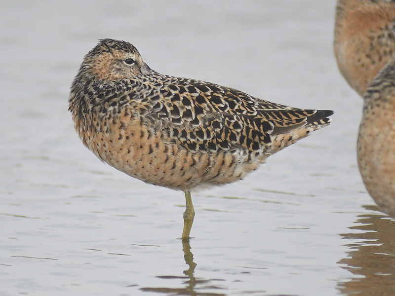 short-billed dowitcher BRD1895.JPG