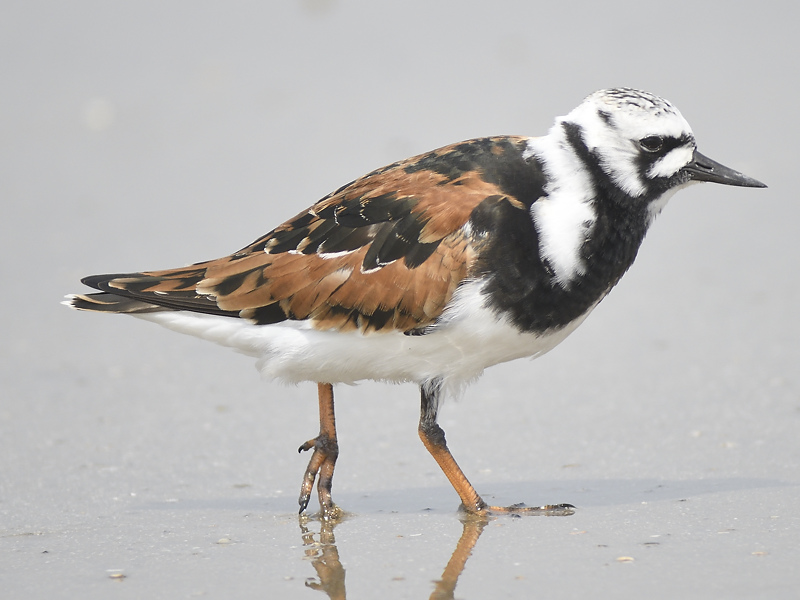 ruddy turnstone BRD2028.JPG