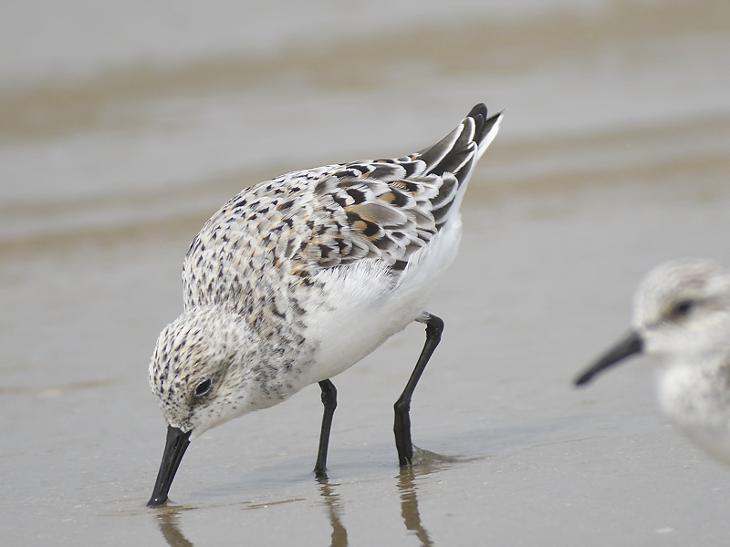 sanderling BRD2052.JPG