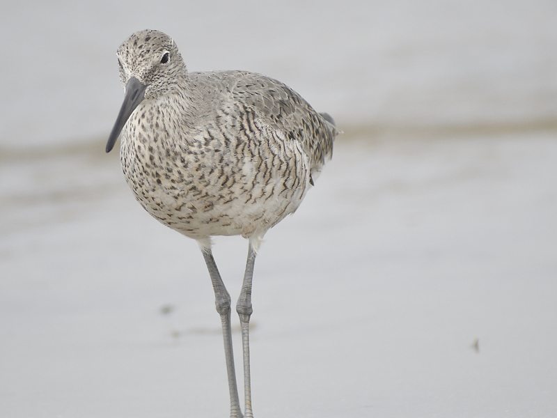 willet western BRD1950.JPG