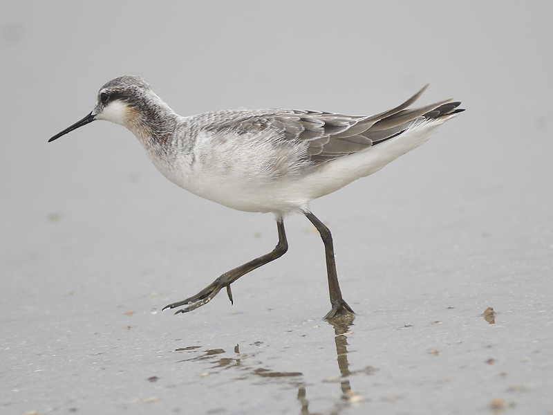 wilsons phalarope BRD1976.JPG