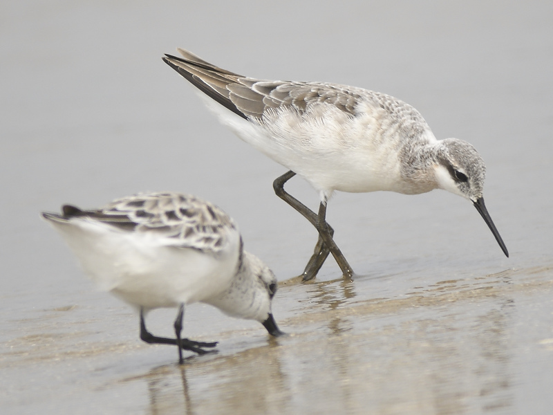 wilsons phalarope BRD1987.JPG