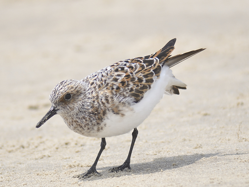 sanderling BRD2066.JPG