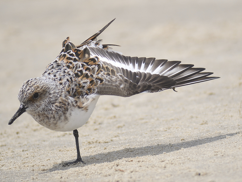 sanderling BRD2068.JPG