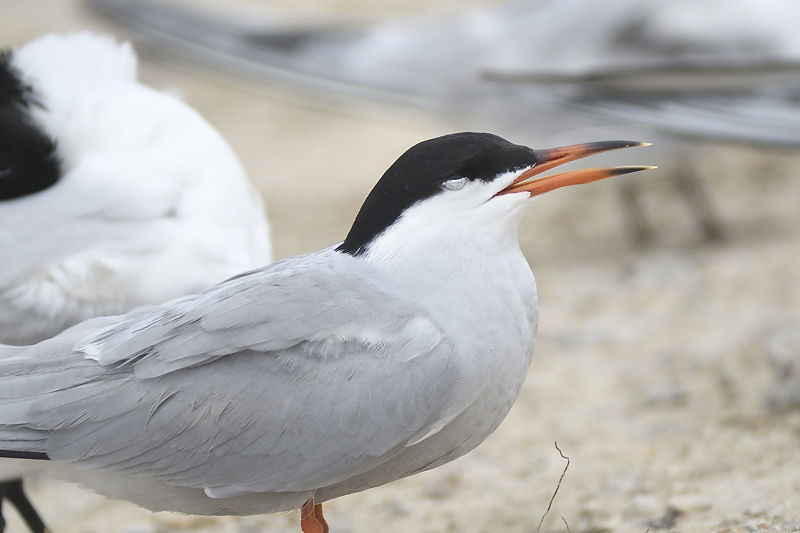 forsters tern BRD2166.JPG