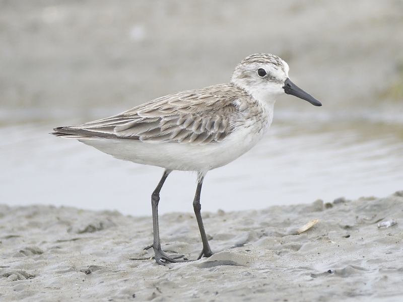 semipalmated sandpiper BRD2236.JPG