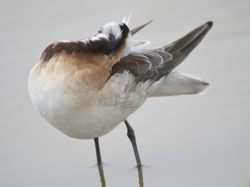 wilsons phalarope BRD2267.JPG