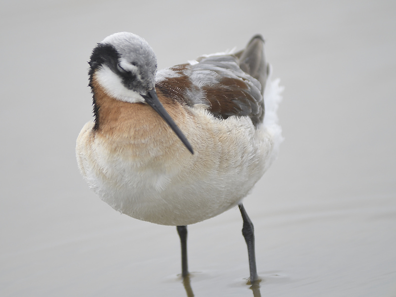 wilsons phalarope BRD2269.JPG