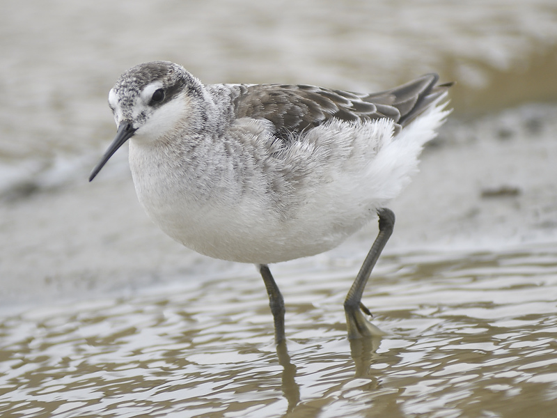 wilsons phalarope BRD2307.JPG