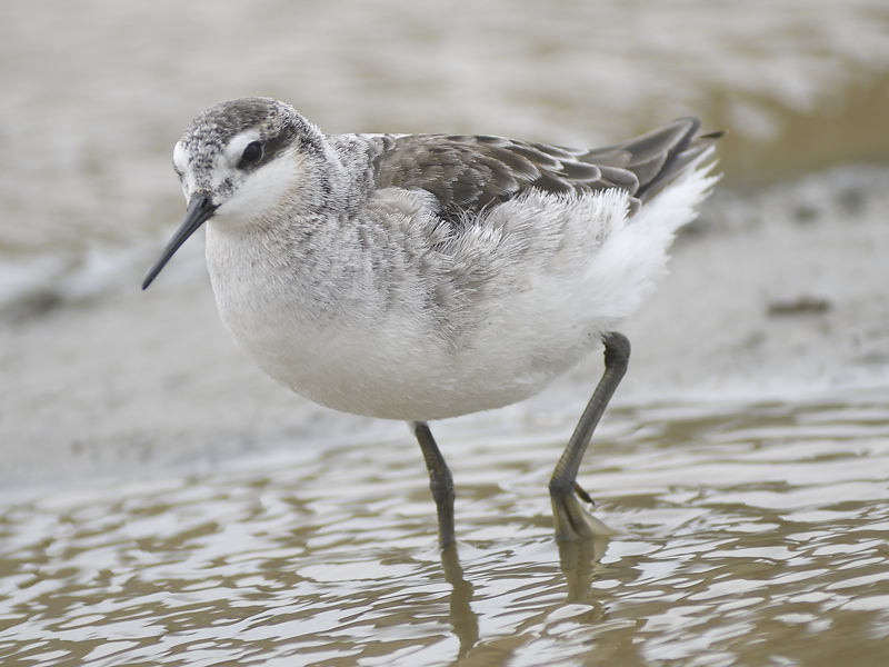 wilsons phalarope BRD2307.JPG