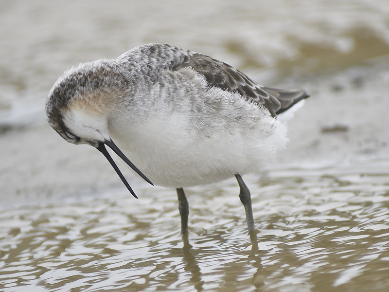 wilsons phalarope BRD2309.JPG