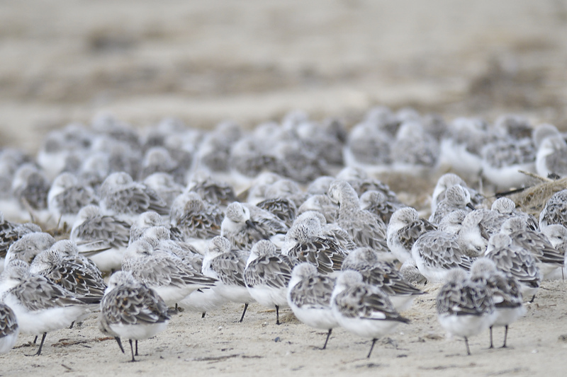 sanderling BRD0654.JPG