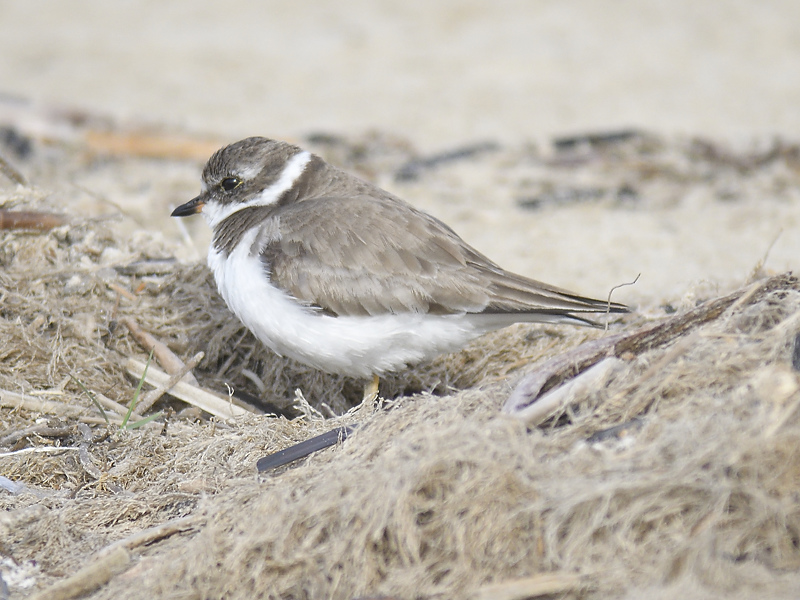 semipalmated plover BRD0679.JPG