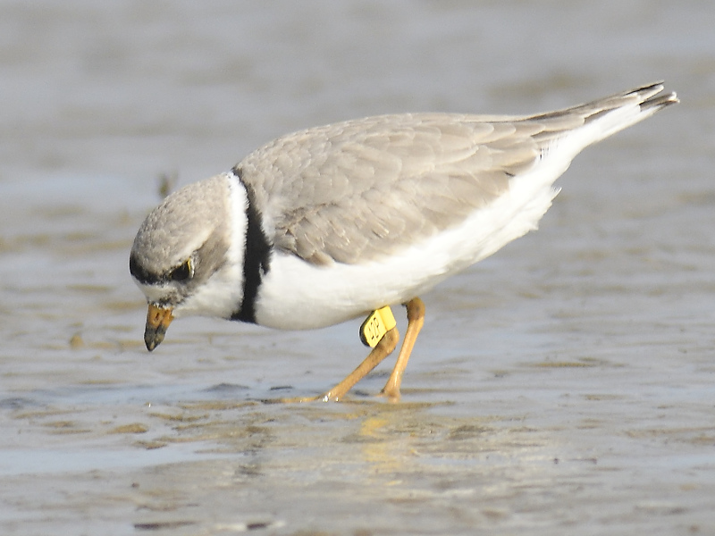 piping plover band BRD0786.JPG