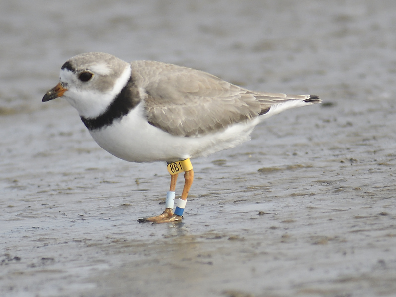 piping plover band BRD0849.JPG