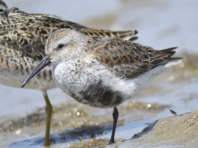 dunlin BRD1023.JPG
